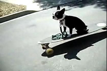 Skateboarding Dog Wipes Out On Recycling Bin