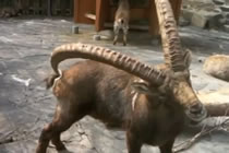 Ibex Scratches Butt With Horn