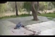 Kid Slips Off Roof And Crashes To The Pavement