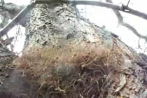 Nest of Daddy Longlegs